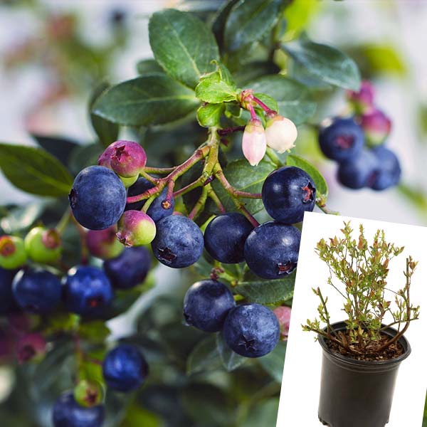 Avelena | Bushel & Berry Heidelbeer-Buckle