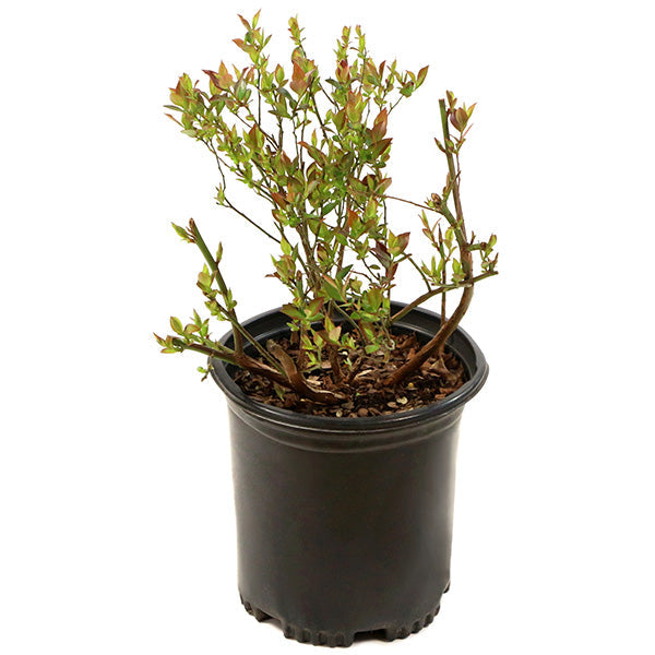 Avelena | Bushel & Berry Heidelbeer-Buckle