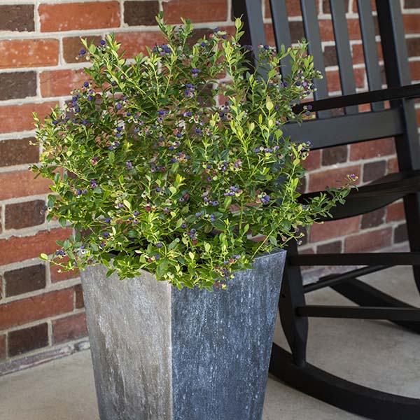 Avelena | Bushel & Berry Heidelbeer-Buckle