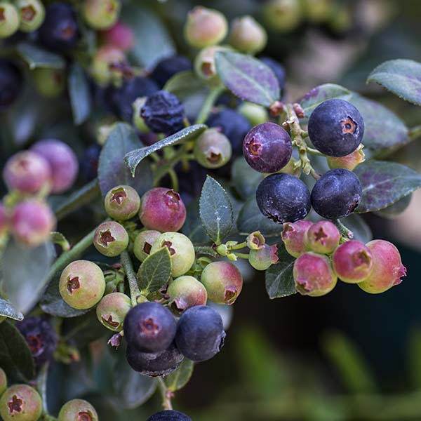 Avelena | Bushel & Berry Heidelbeer-Buckle