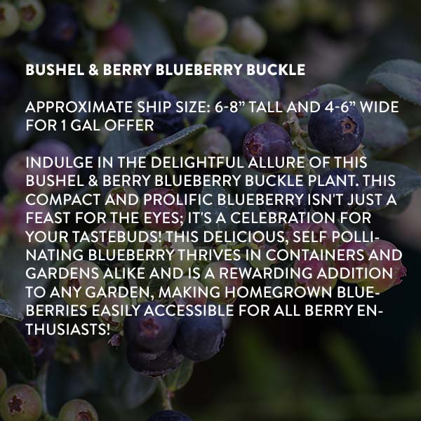 Avelena | Bushel & Berry Heidelbeer-Buckle