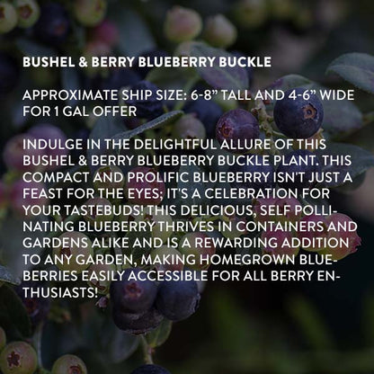 Avelena | Bushel & Berry Heidelbeer-Buckle