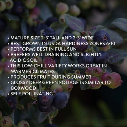 Avelena | Bushel & Berry Heidelbeer-Buckle