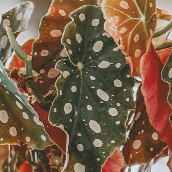 Avelena | Begonia Punktmuster Zimmerpflanze, Wählen Sie Ihren Topf