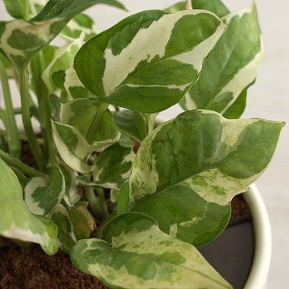 Avelena | Pothos N' Joy Zimmerpflanze, Wählen Sie Ihren Topf