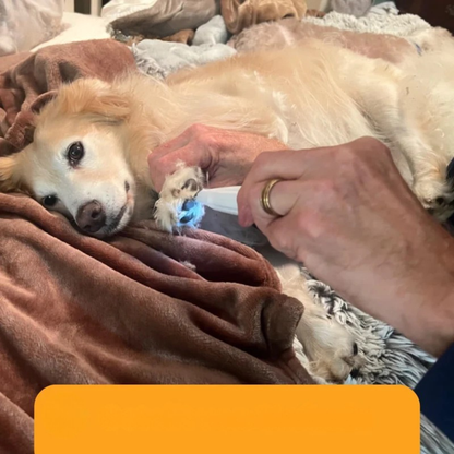 Avelena | Dog Paw Trimmer Quiet Electric Grooming Clipper LED Precision Tool