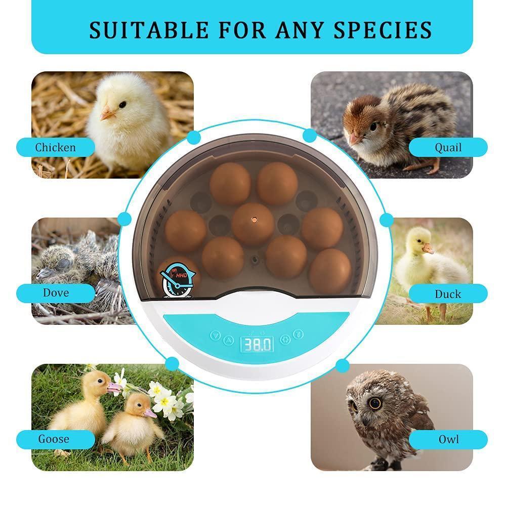 Avelena | Eierbrüter für Hühnereier Brutkasten für das Ausbrüten von Küken mit Temperaturregelung LED Hühnerbrüter