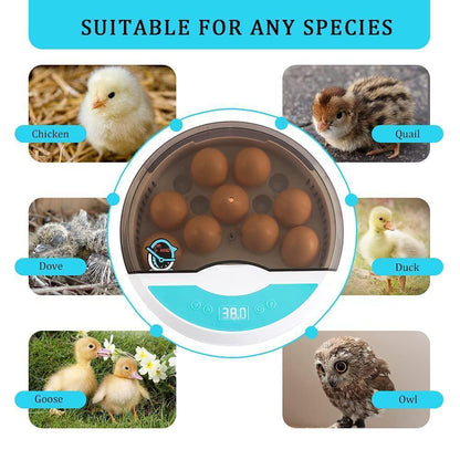 Avelena | Eierbrüter für Hühnereier Brutkasten für das Ausbrüten von Küken mit Temperaturregelung LED Hühnerbrüter