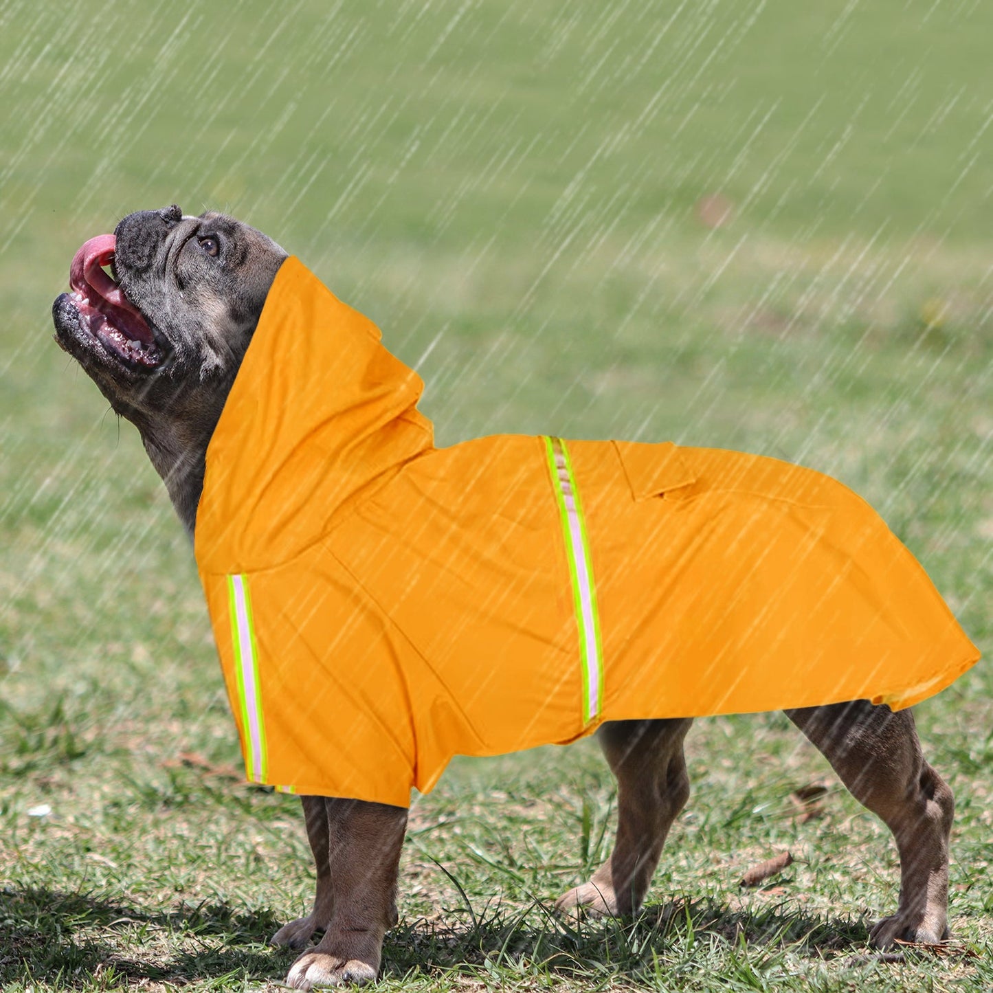 Avelena | Stormshield Frenchie Regenjacke