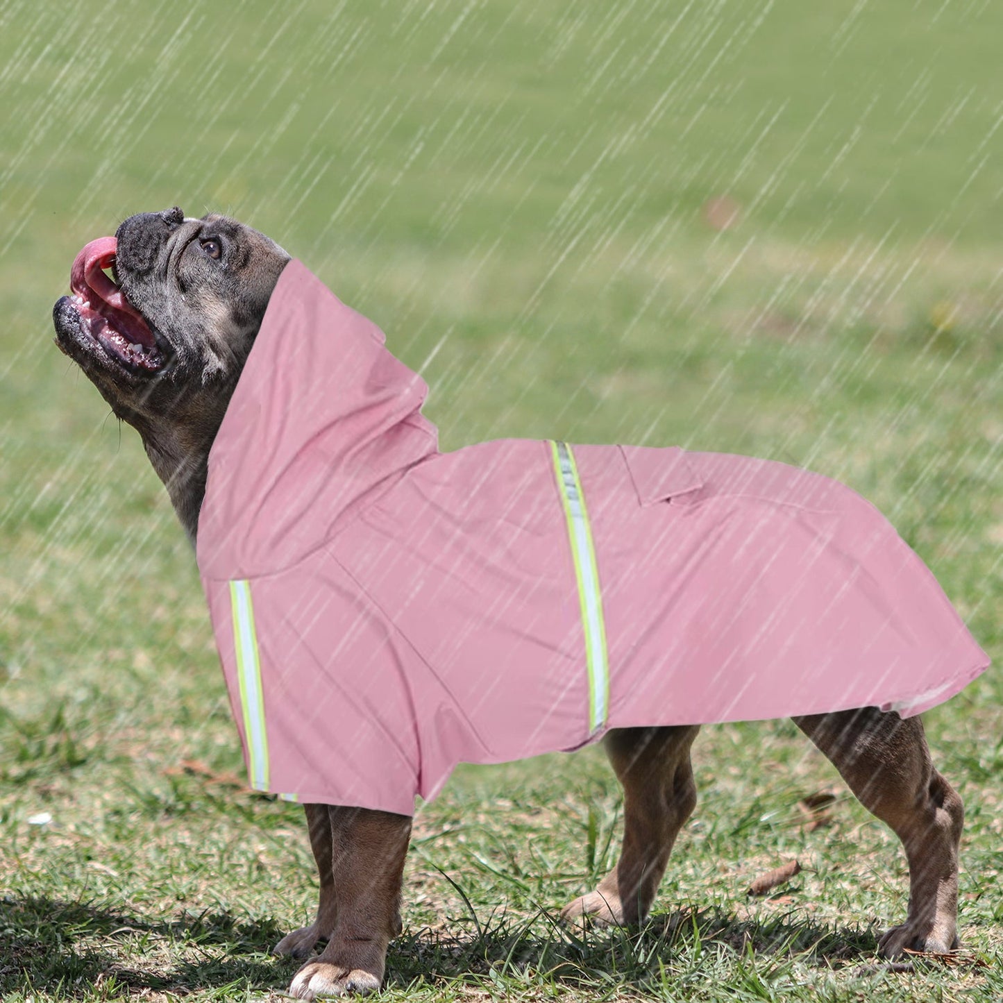 Avelena | Stormshield Frenchie Regenjacke