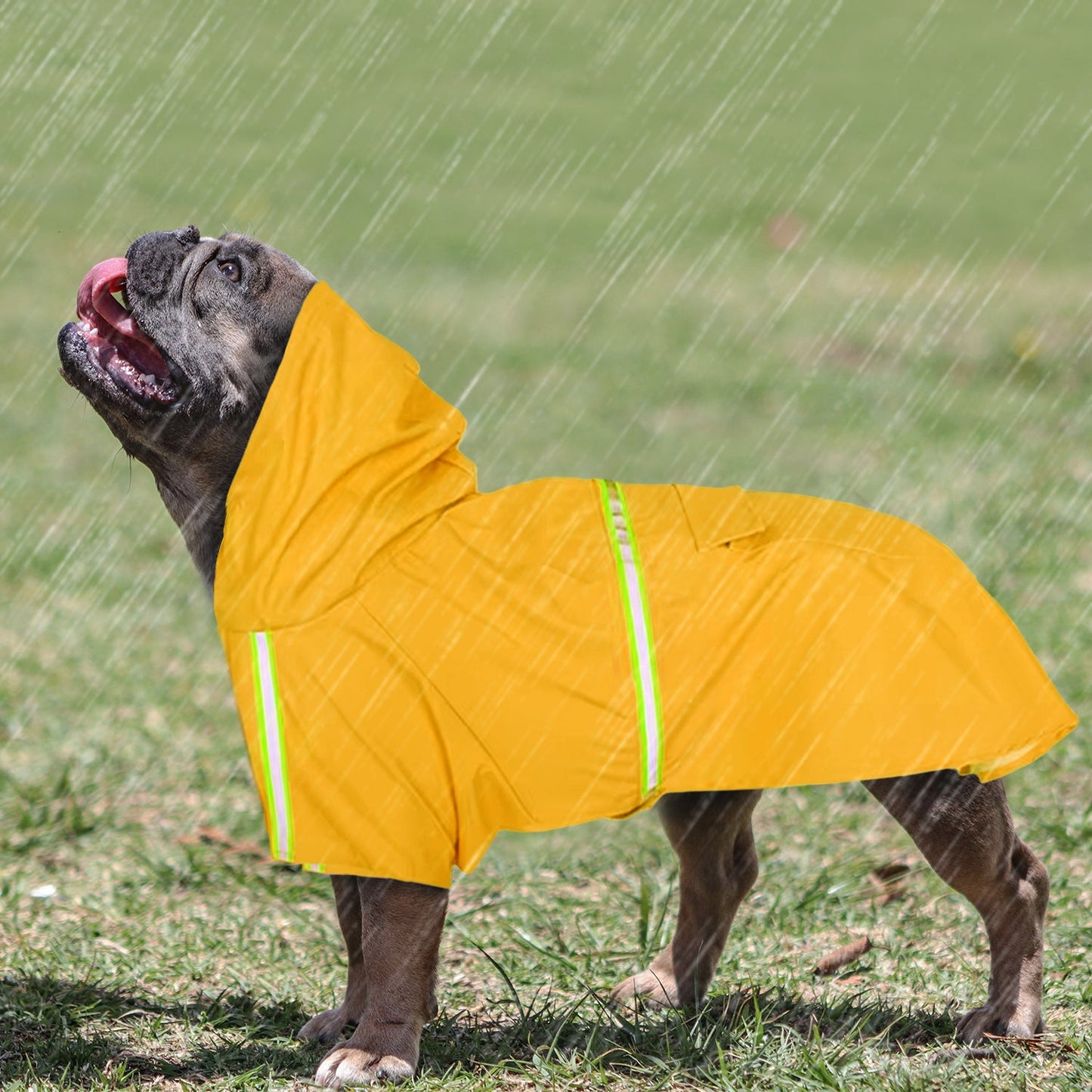 Avelena | Stormshield Frenchie Regenjacke