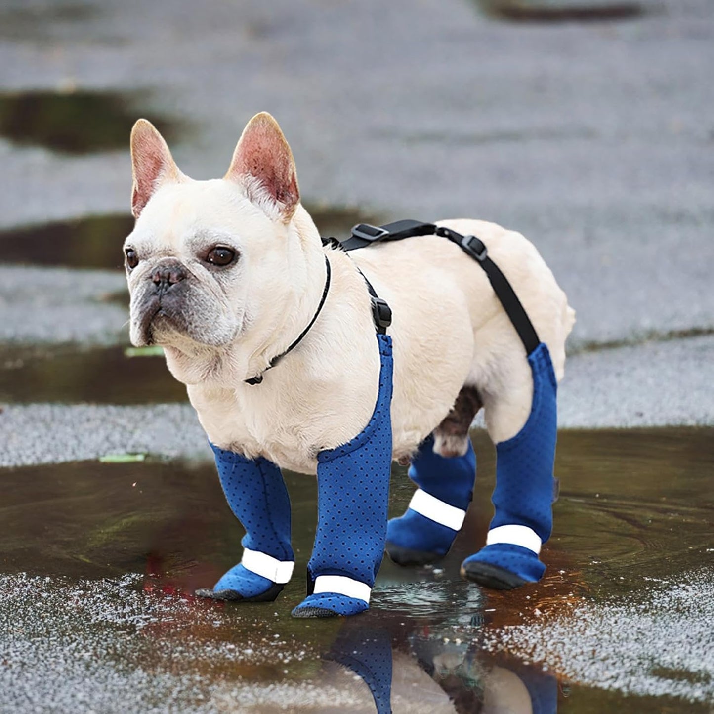 Avelena | Pawtrek Frenchie Pfoten Schützer Fleckenfestes Outdoor-Schuhe