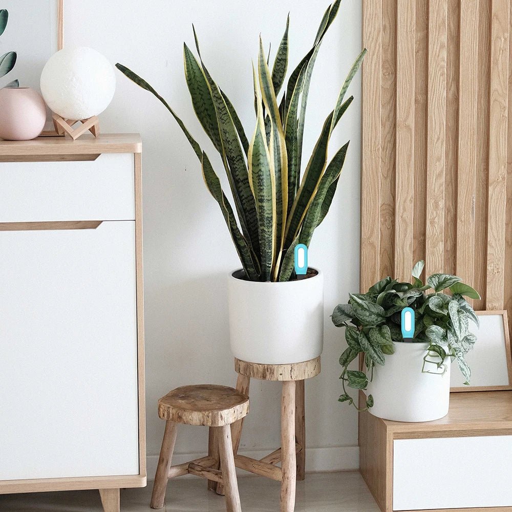 Avelena | Intelligenter Bodenmesser mit Echtzeitüberwachung