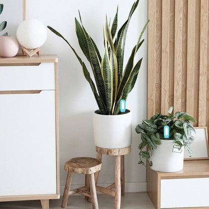 Avelena | Intelligenter Bodenmesser mit Echtzeitüberwachung