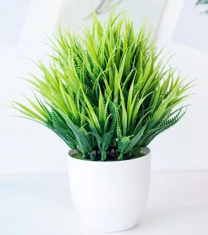 Avelena | Kleine Baumtopf Bonsai Pflanzen