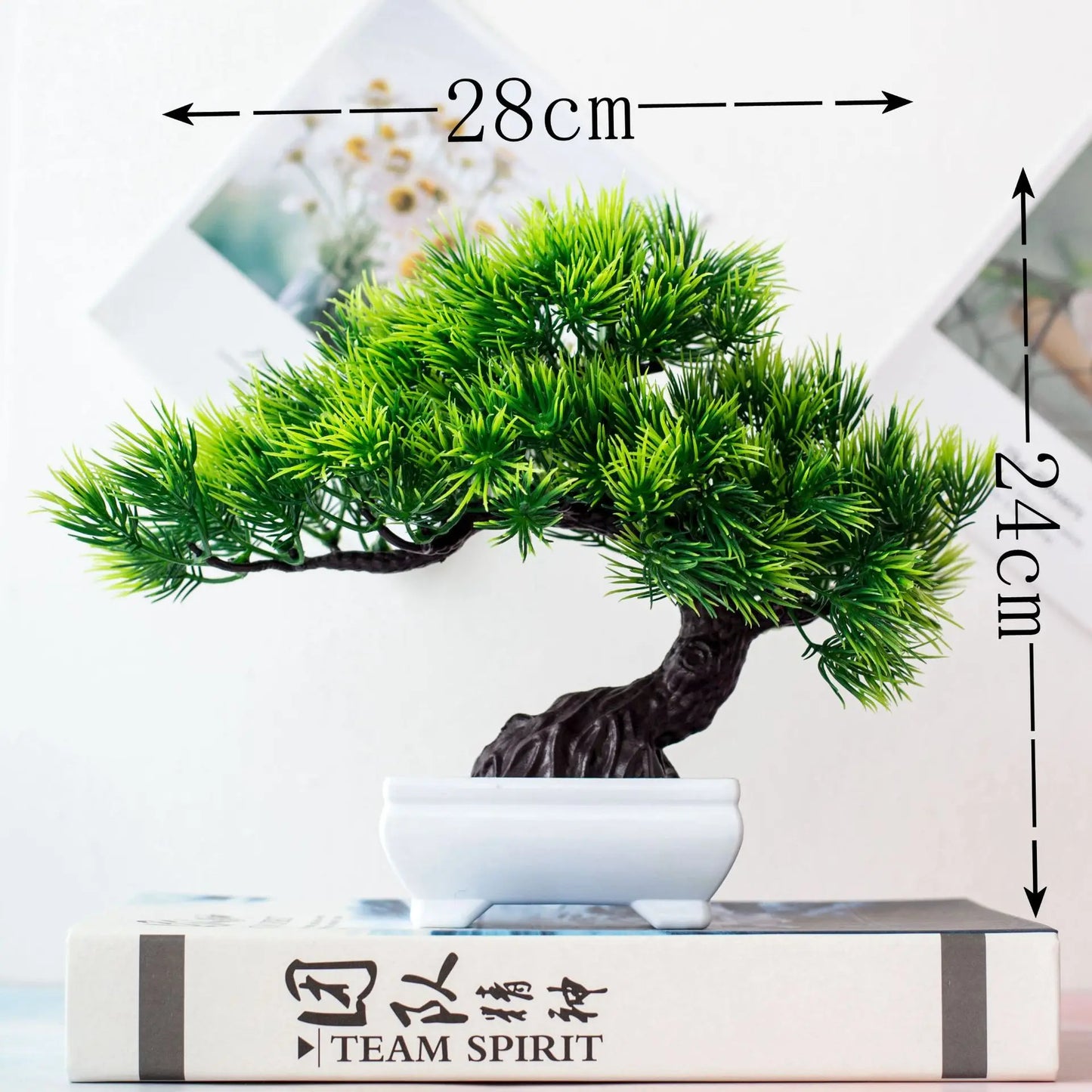 Avelena | Kleine Baumtopf Bonsai Pflanzen