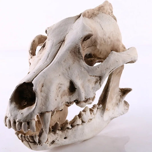 Avelena | Wolf Schädel Skulptur Modell