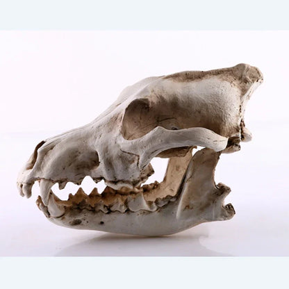 Avelena | Wolf Schädel Skulptur Modell