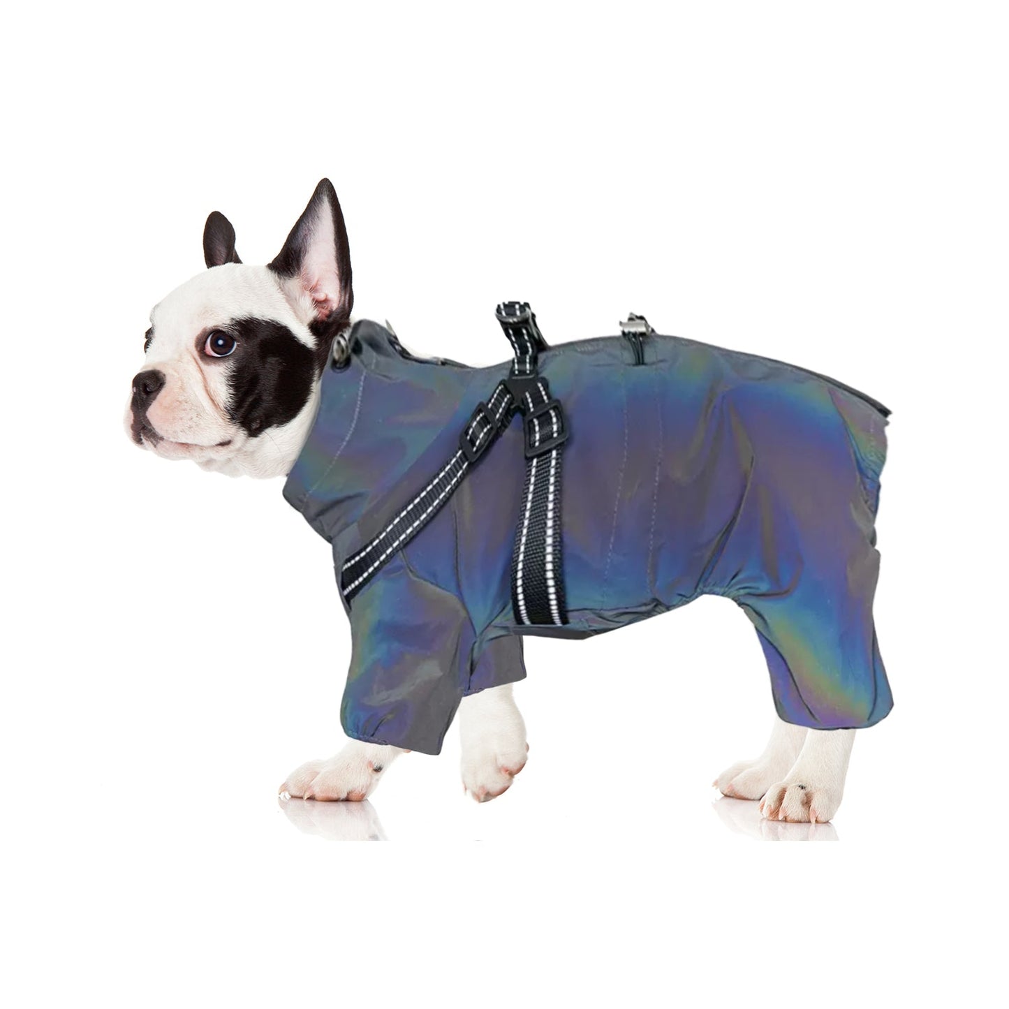 Avelena | Hydrohug Frenchie Regenmantel Mit Integriertem Geschirr Wasserdicht Reflektierend All-In-One Hundejacke