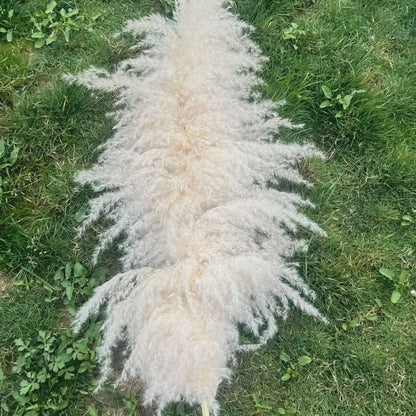 Avelena | Großes fluffiges Pampasgras