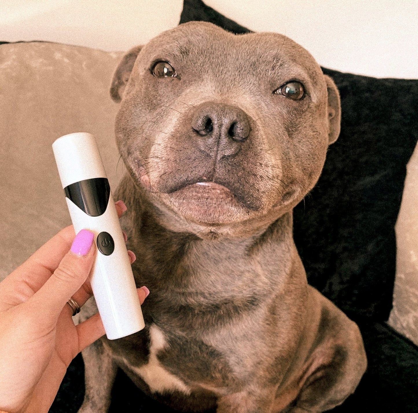 Avelena | Pedipaws Schmerzfreie & Saubere Nagelschneider für Haustiere