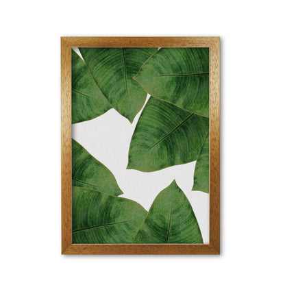 Avelena | Banana Leaf II Print von Orara Studio, gerahmter botanischer und Naturkunstdruck