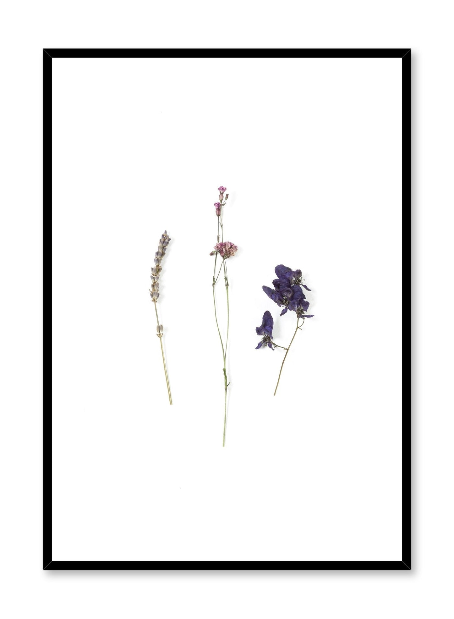 Avelena | Mauve Getrocknete Blumen, Plakat