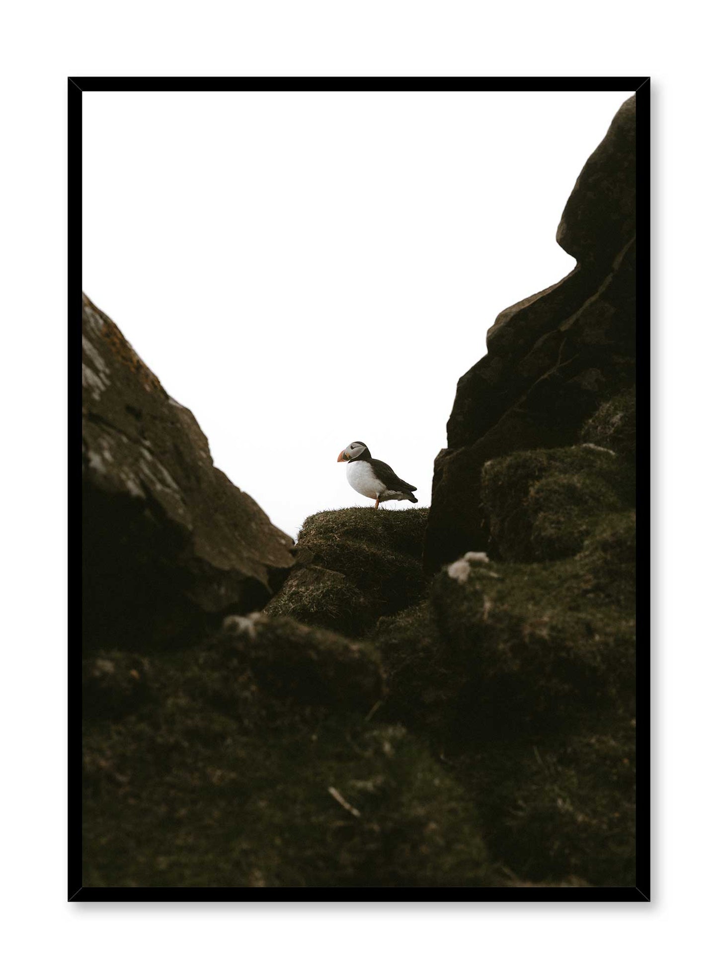 Avelena | Puffin Portrait, Plakat