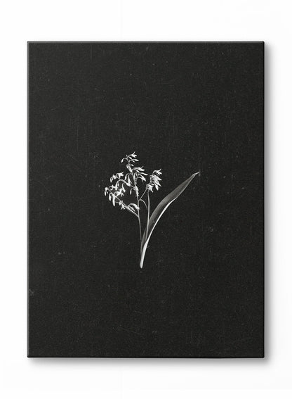 Avelena | Petals In The Dark, Leinwand