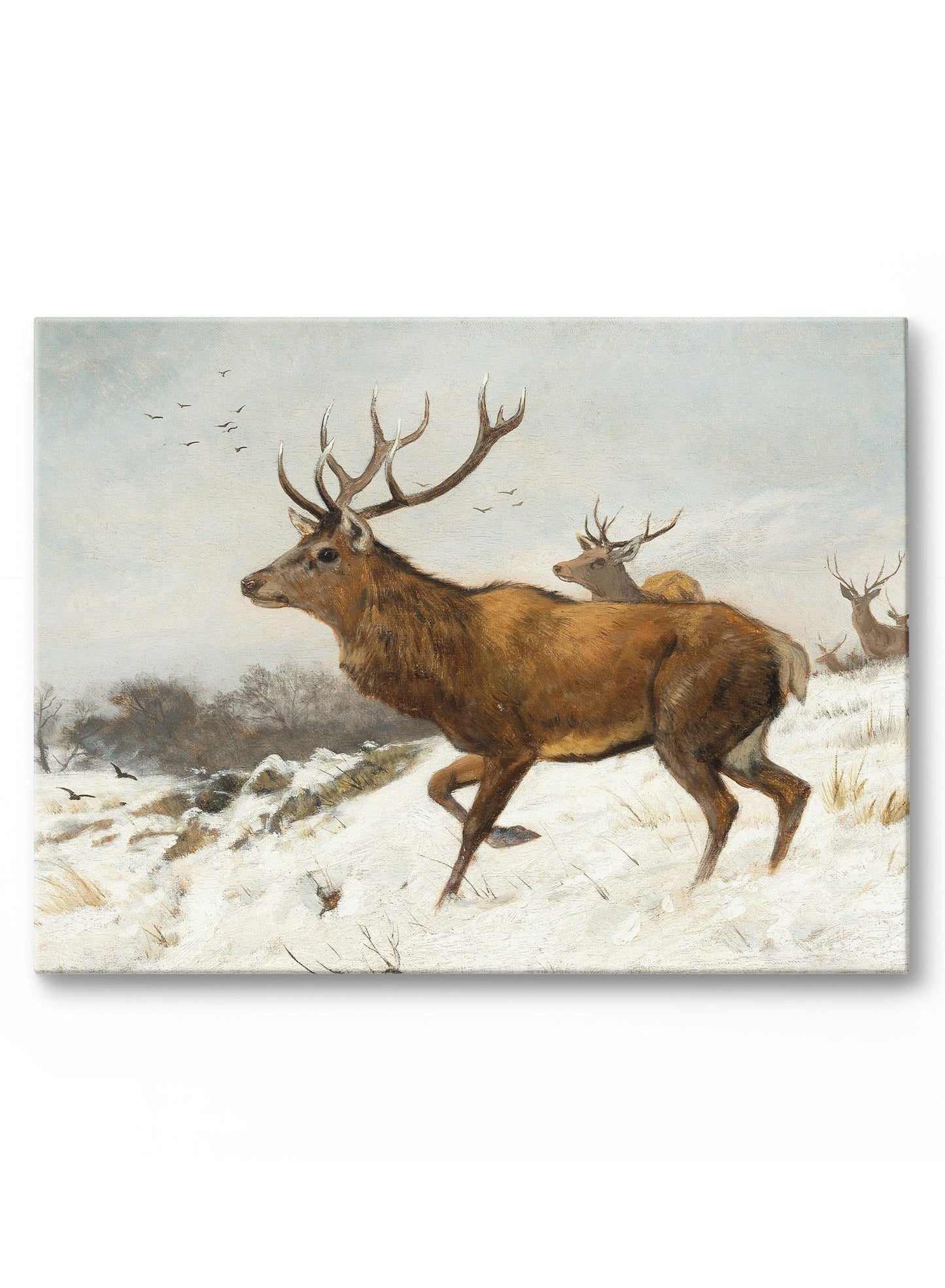 Avelena | Oh Deer One, Leinwand