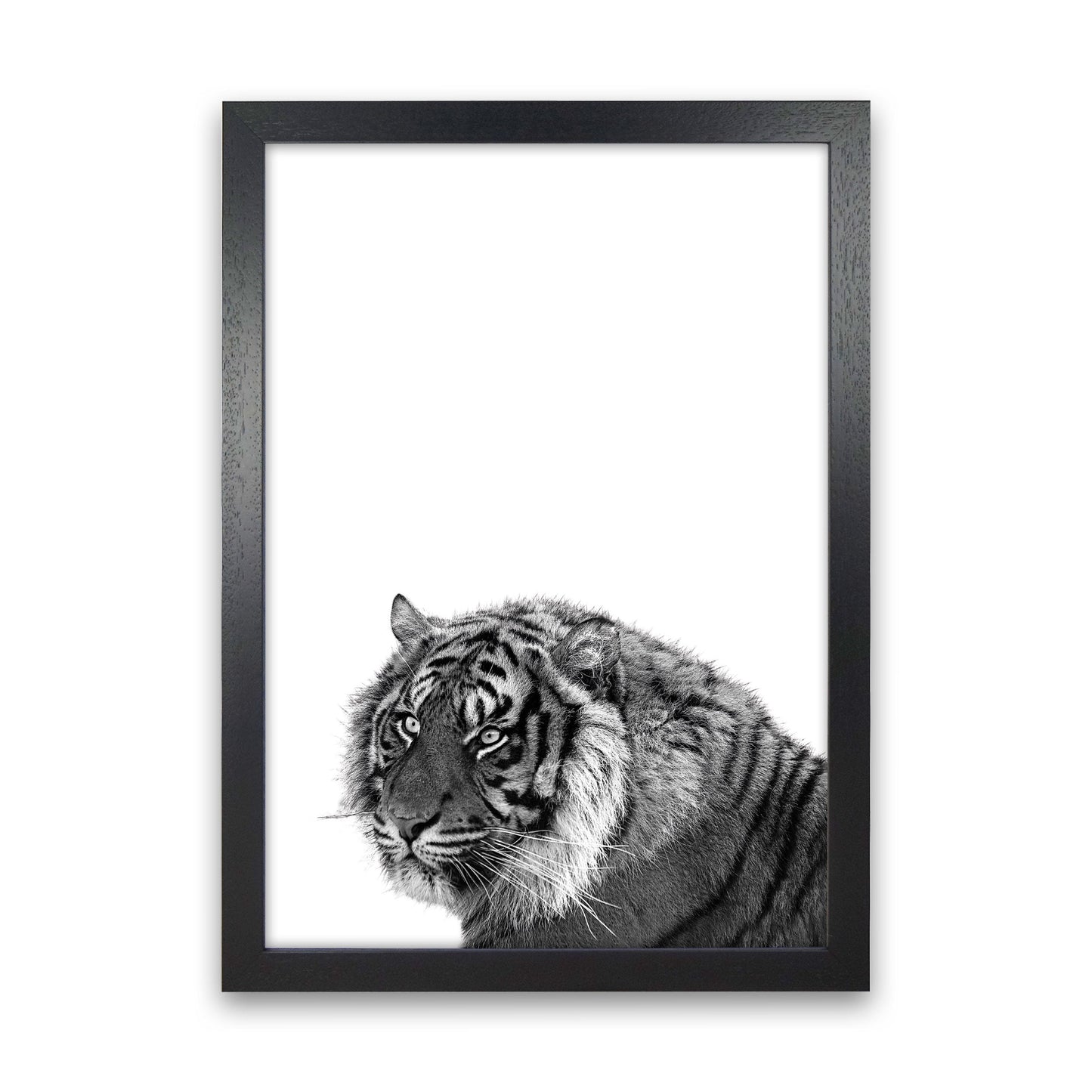 Avelena | Schwarz und Weiß Tiger Moderne Druck Tier Kunstdruck