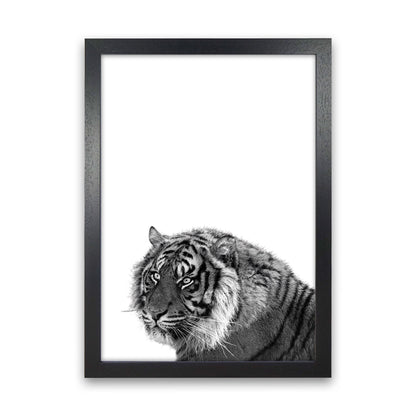 Avelena | Schwarz und Weiß Tiger Moderne Druck Tier Kunstdruck