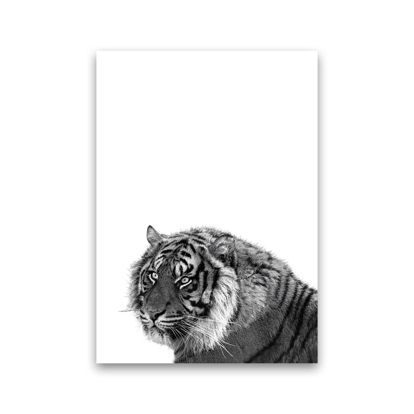 Avelena | Schwarz und Weiß Tiger Moderne Druck Tier Kunstdruck