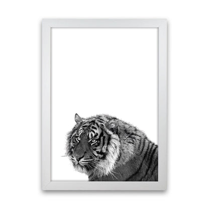 Avelena | Schwarz und Weiß Tiger Moderne Druck Tier Kunstdruck
