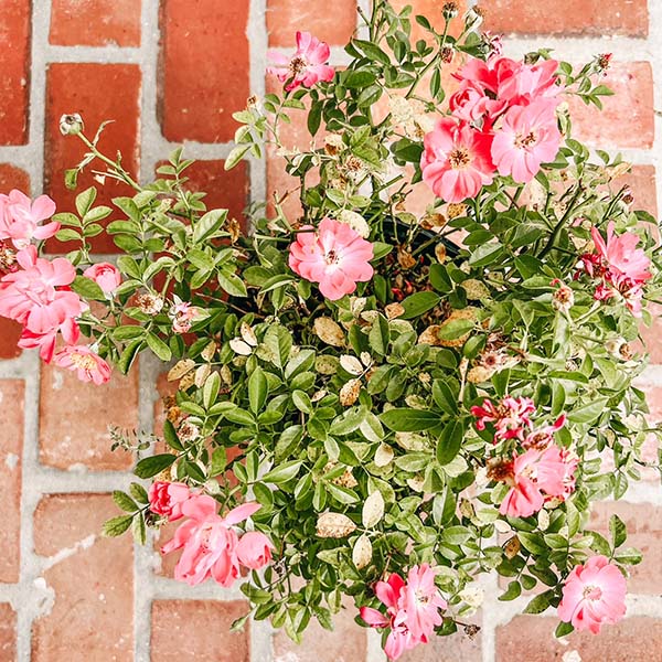Avelena | Rose Pink Crush