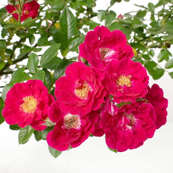 Avelena | Rose Pink Crush