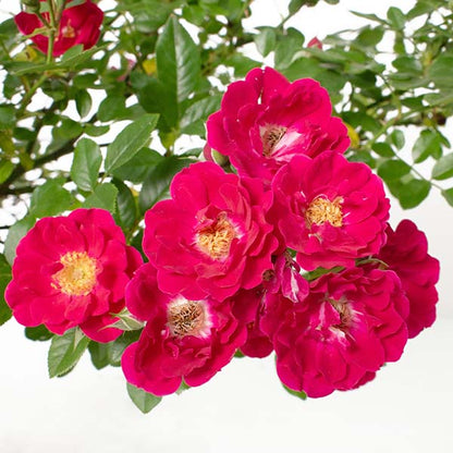 Avelena | Rose Pink Crush