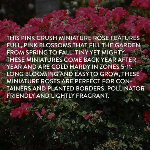 Avelena | Rose Pink Crush