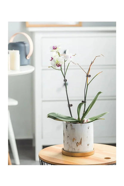 Avelena | Marmor Goldblatt Pflanzen Topf Set