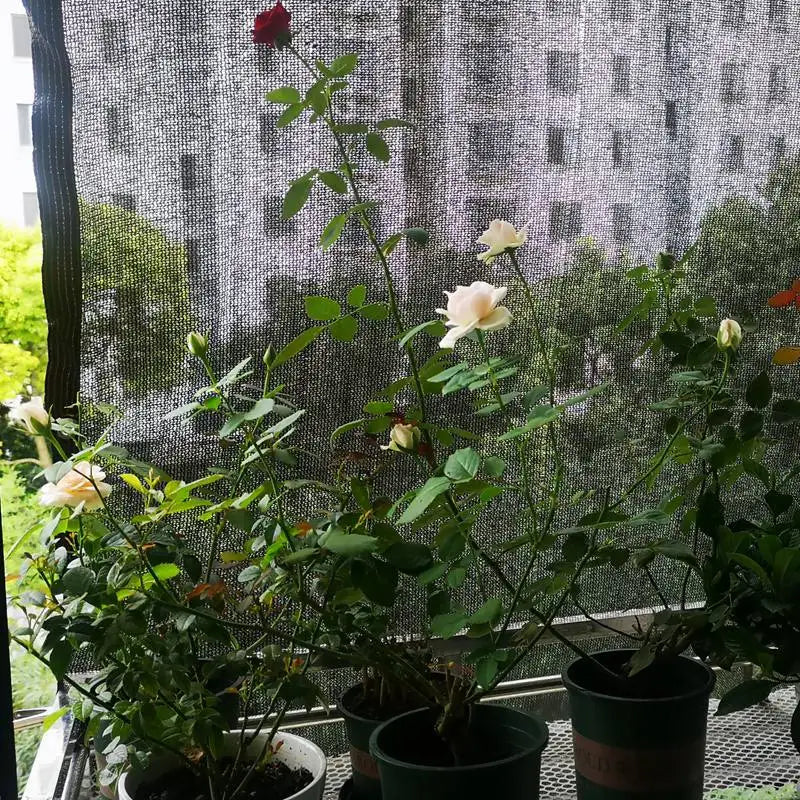 Avelena | Solivara Schattierungsnetz | 70–80 % UV-Schutz | Luftdurchlässig & Wetterfest | Für Garten, Terrasse & Balkon