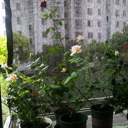 Avelena | Solivara Schattierungsnetz | 70–80 % UV-Schutz | Luftdurchlässig & Wetterfest | Für Garten, Terrasse & Balkon