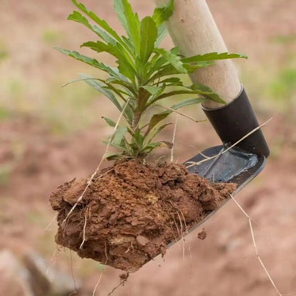 Avelena | Terracura Gartenhacke | Kompakt & Robust | Aus Manganstahl | Für Unkraut & Erdarbeiten