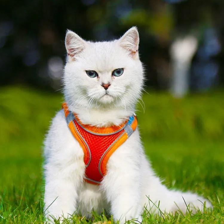 Avelena | Damit Ihre Katze Sicher Ist, Während Sie Die Welt Erkundet