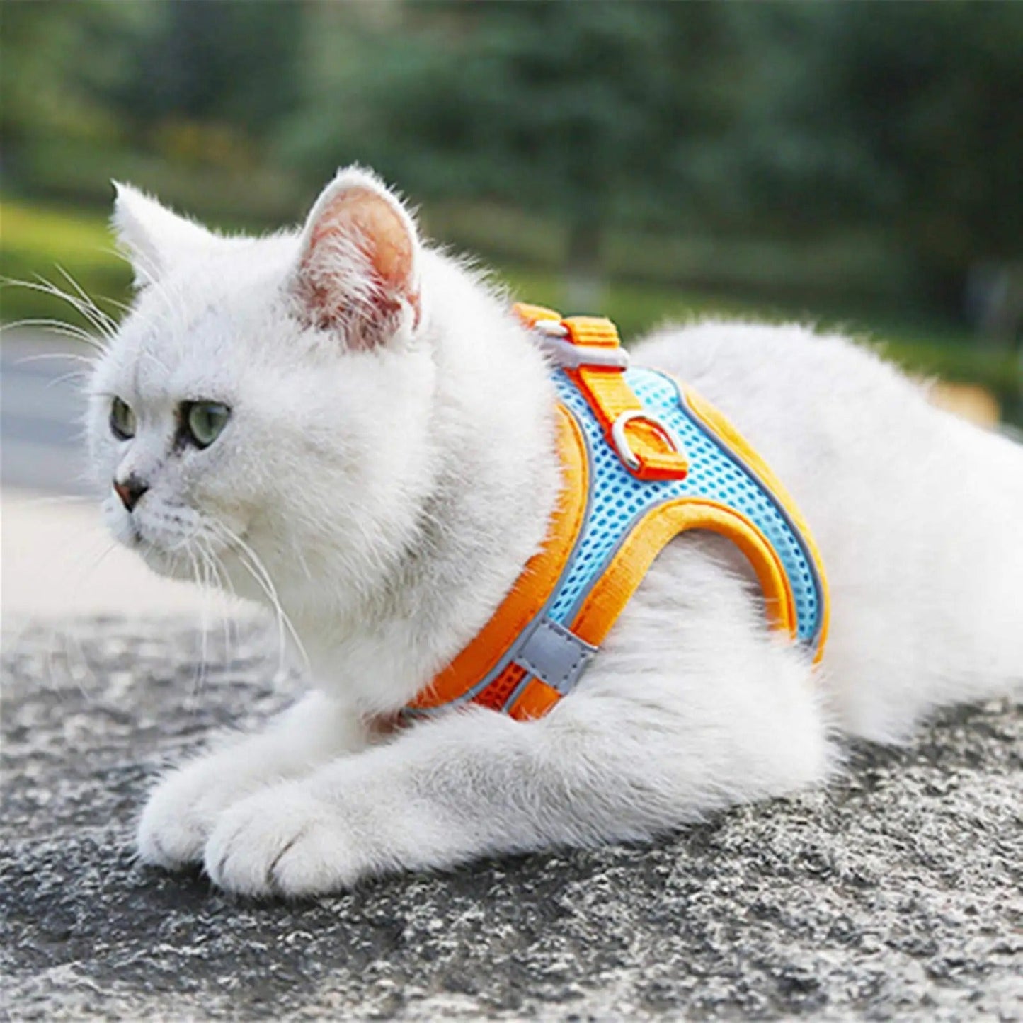Avelena | Damit Ihre Katze Sicher Ist, Während Sie Die Welt Erkundet