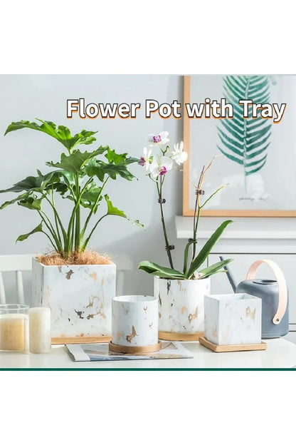 Avelena | Marmor Goldblatt Pflanzen Topf Set