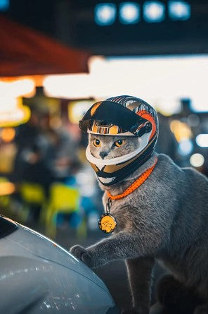 Avelena | Waghelmet Motorradkopfsschutz - Nur für Katzen und Kleine Rassewelpen