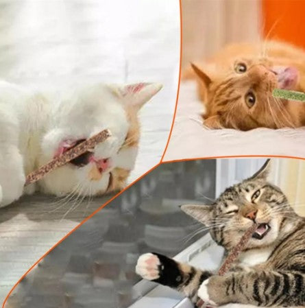 Avelena | Wagstick Natürliche Katzenminze-Stangen - Zahnpflege