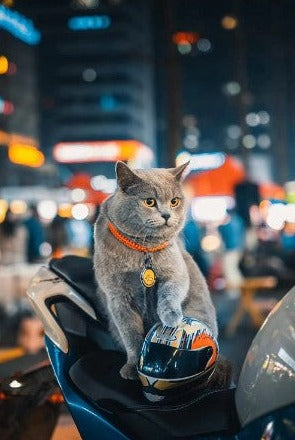 Avelena | Waghelmet Motorradkopfsschutz - Nur für Katzen und Kleine Rassewelpen