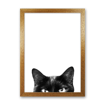 Avelena | Schwarze Katze Fotografie Druck von Victoria Frost