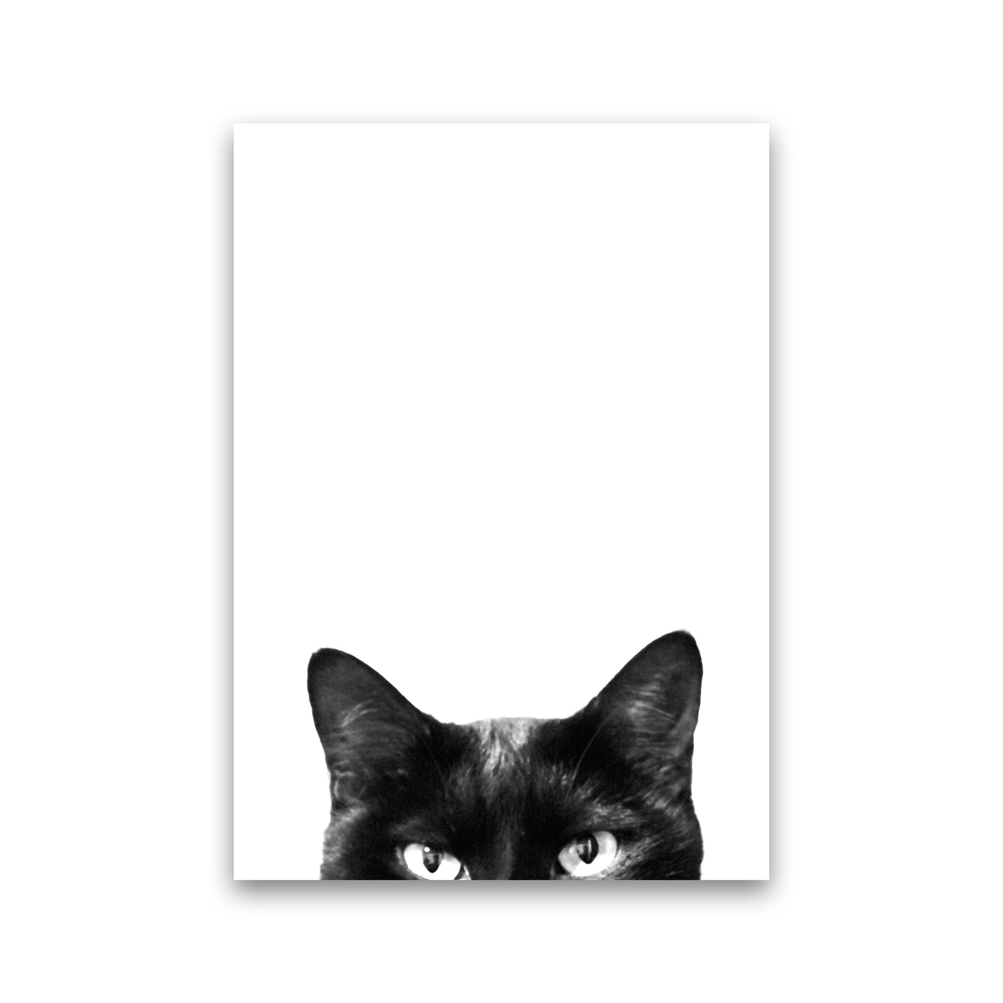 Avelena | Schwarze Katze Fotografie Druck von Victoria Frost